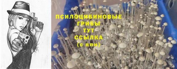 сатива Аркадак